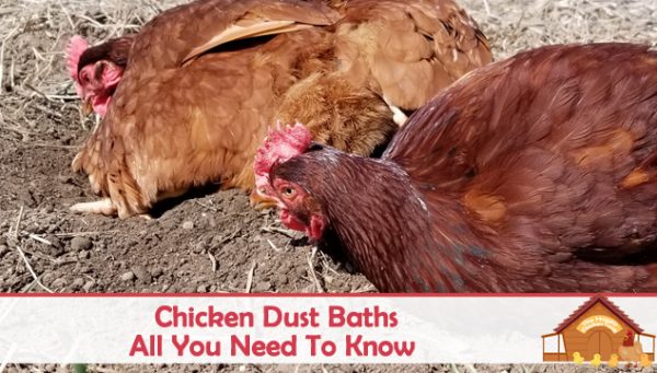 All About Chicken Dust Baths The Happy Chicken Coop