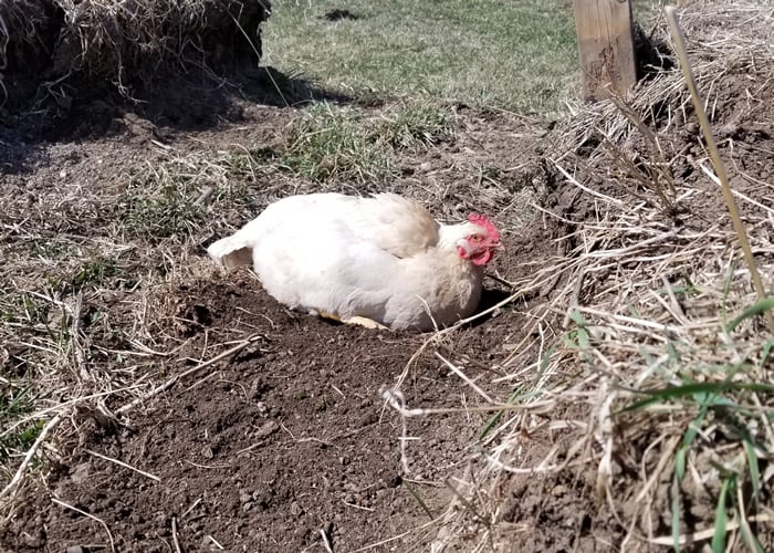 chicken dust bath