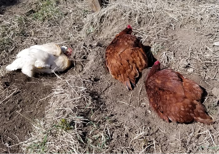 dust bath for chickens