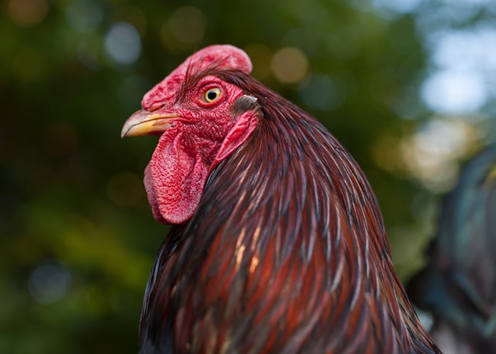 frostbite chicken comb