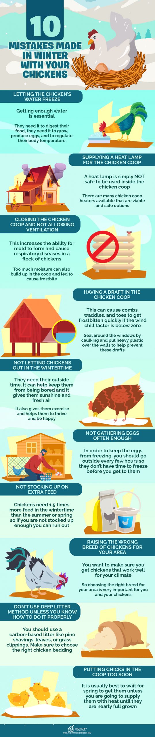 mistakes in winter with your chickens