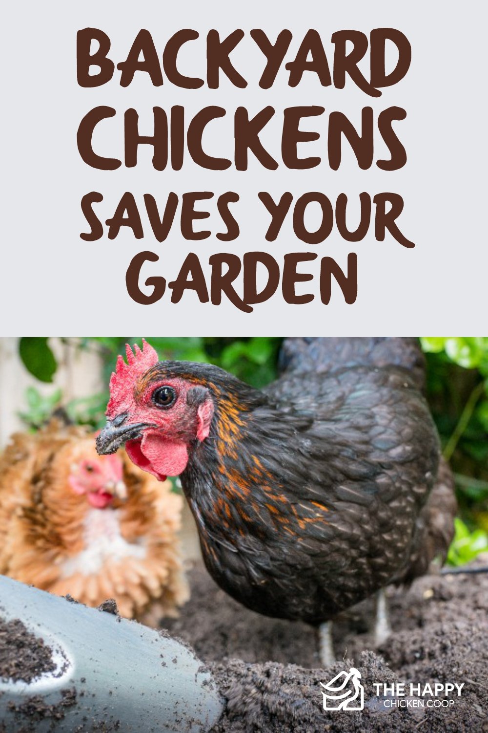 Backyard Chickens Saves Your Garden