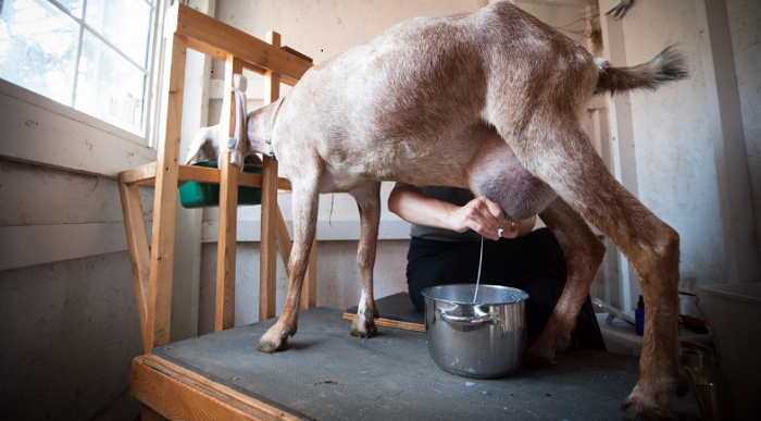 How To Milk A Goat