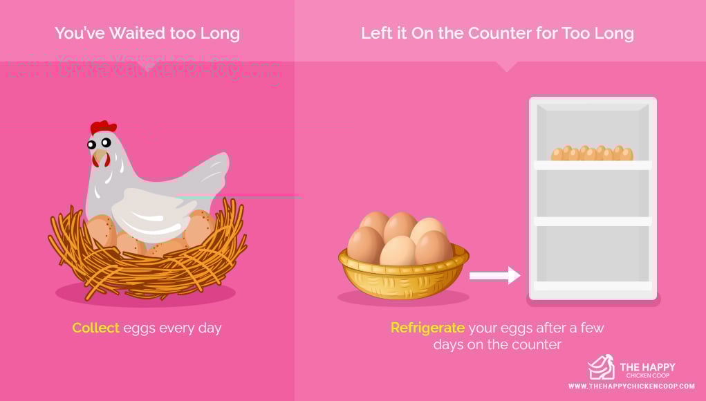  Eat Fertilized Eggs 