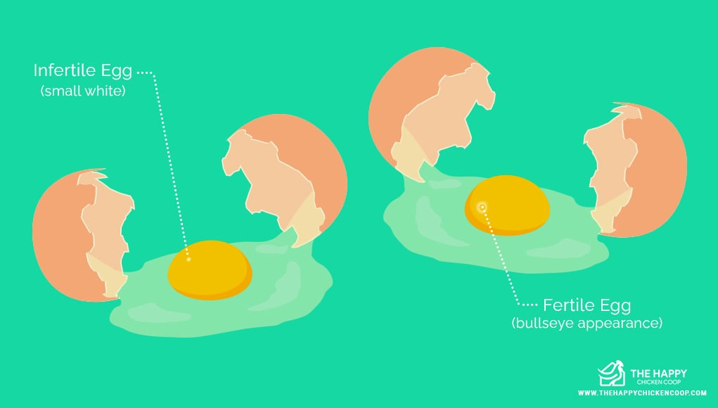  Eat Fertilized Eggs 