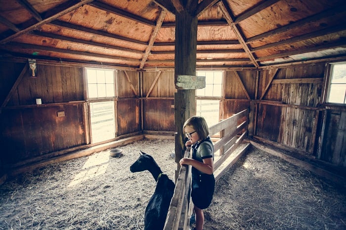 Keeping Goats As Pets