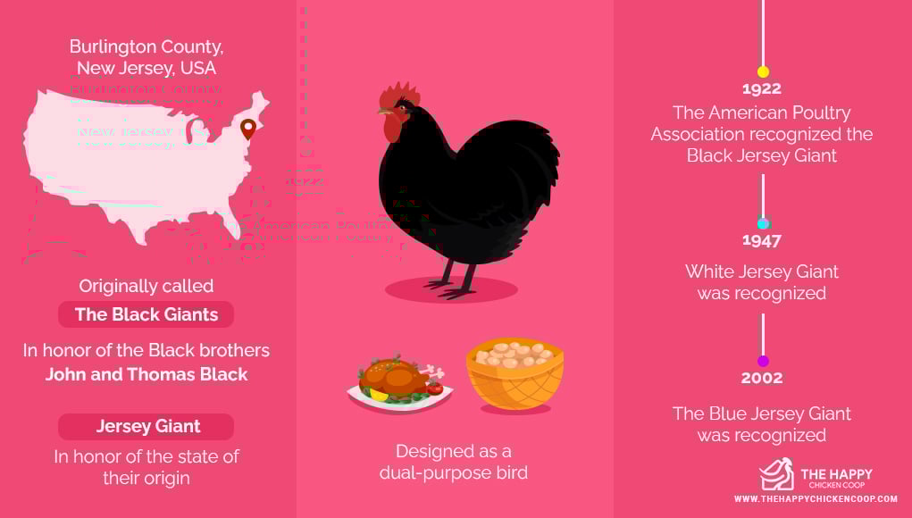 Largest Chicken Breed 