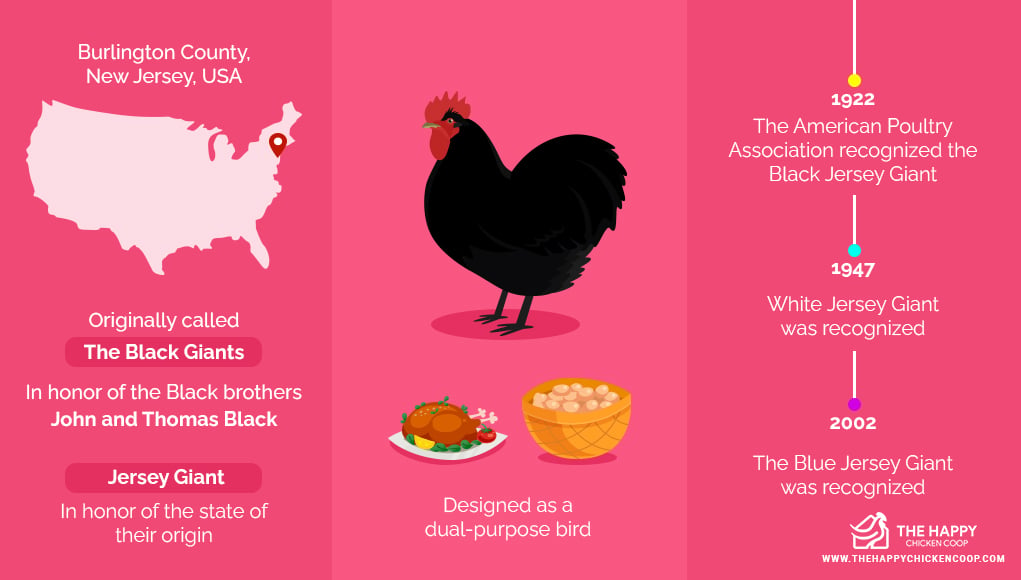 9 of the Largest Chicken Breeds