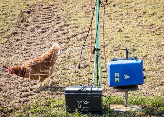 chicken poultry electric fencing