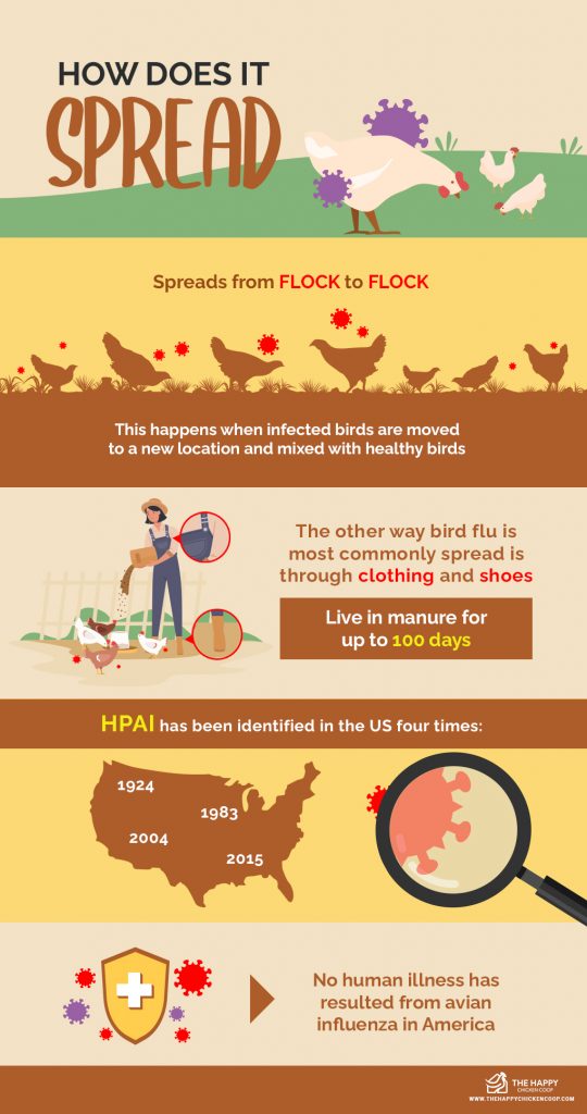 Backyard Chickens and Bird Flu