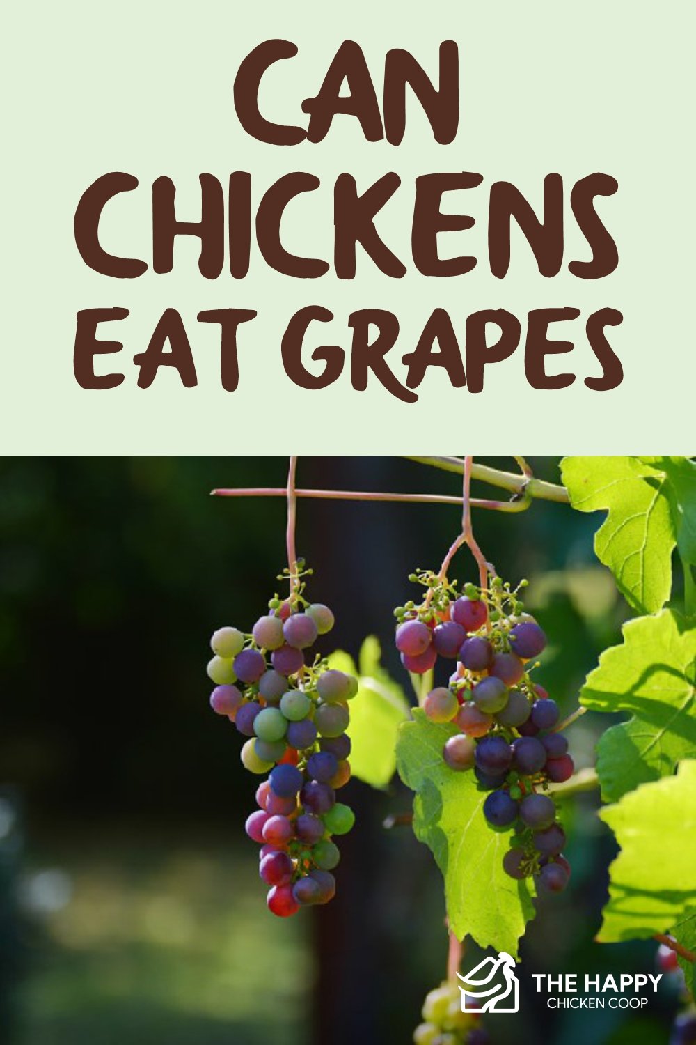 Can Chickens Eat Grapes Are They Safe? The Happy Chicken Coop