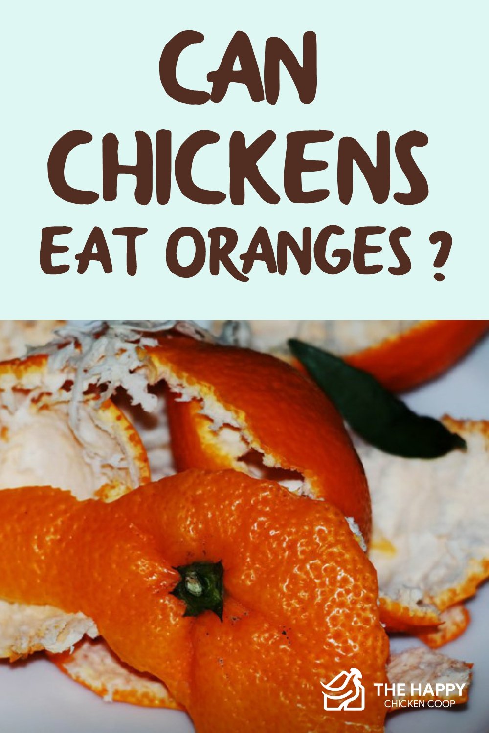 Can Chickens Eat Oranges