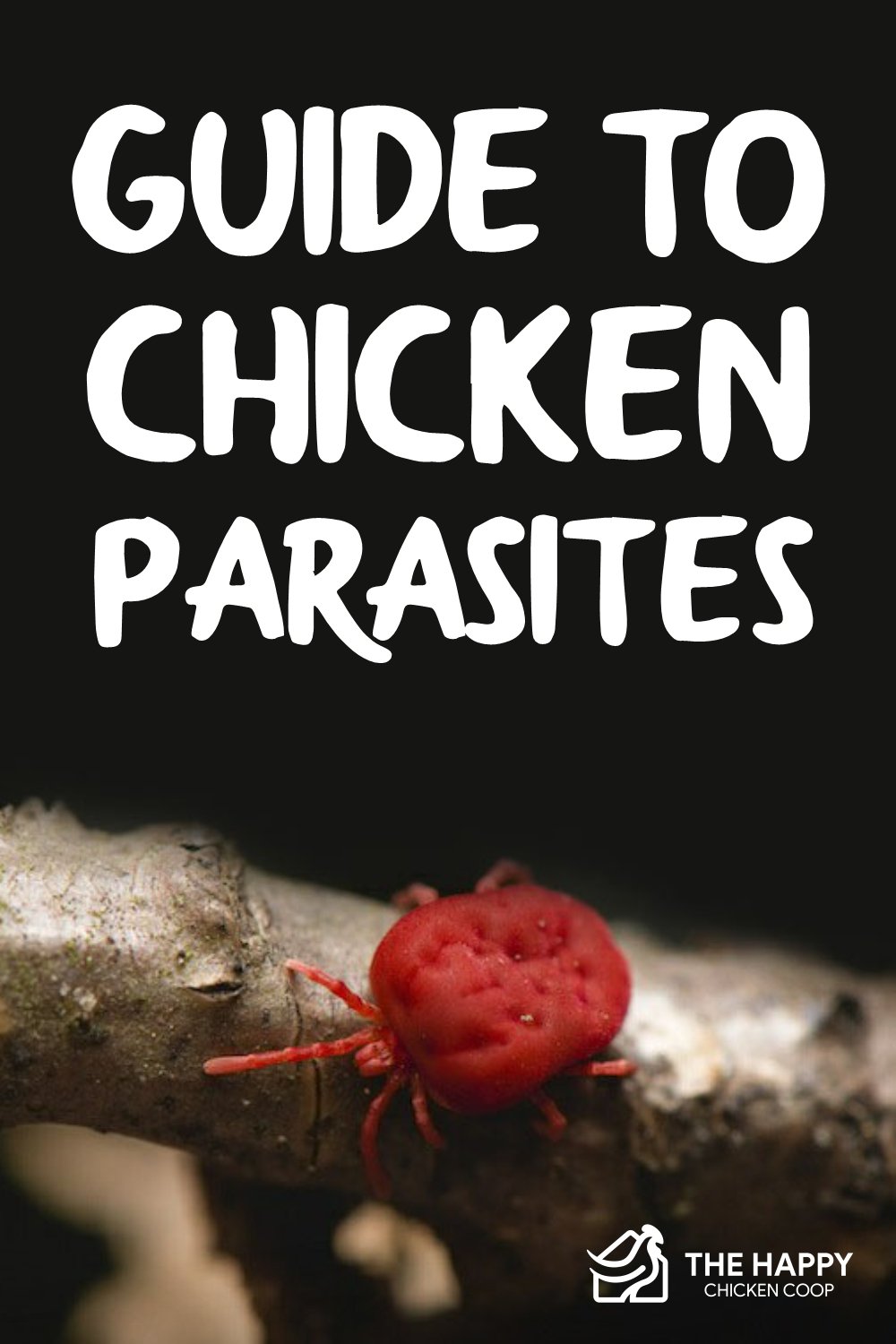 Guide To Chicken Parasites