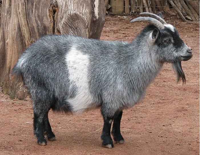 All About Nigerian Goats