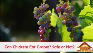 Can Chickens Eat Grapes - Are They Safe? - The Happy Chicken Coop