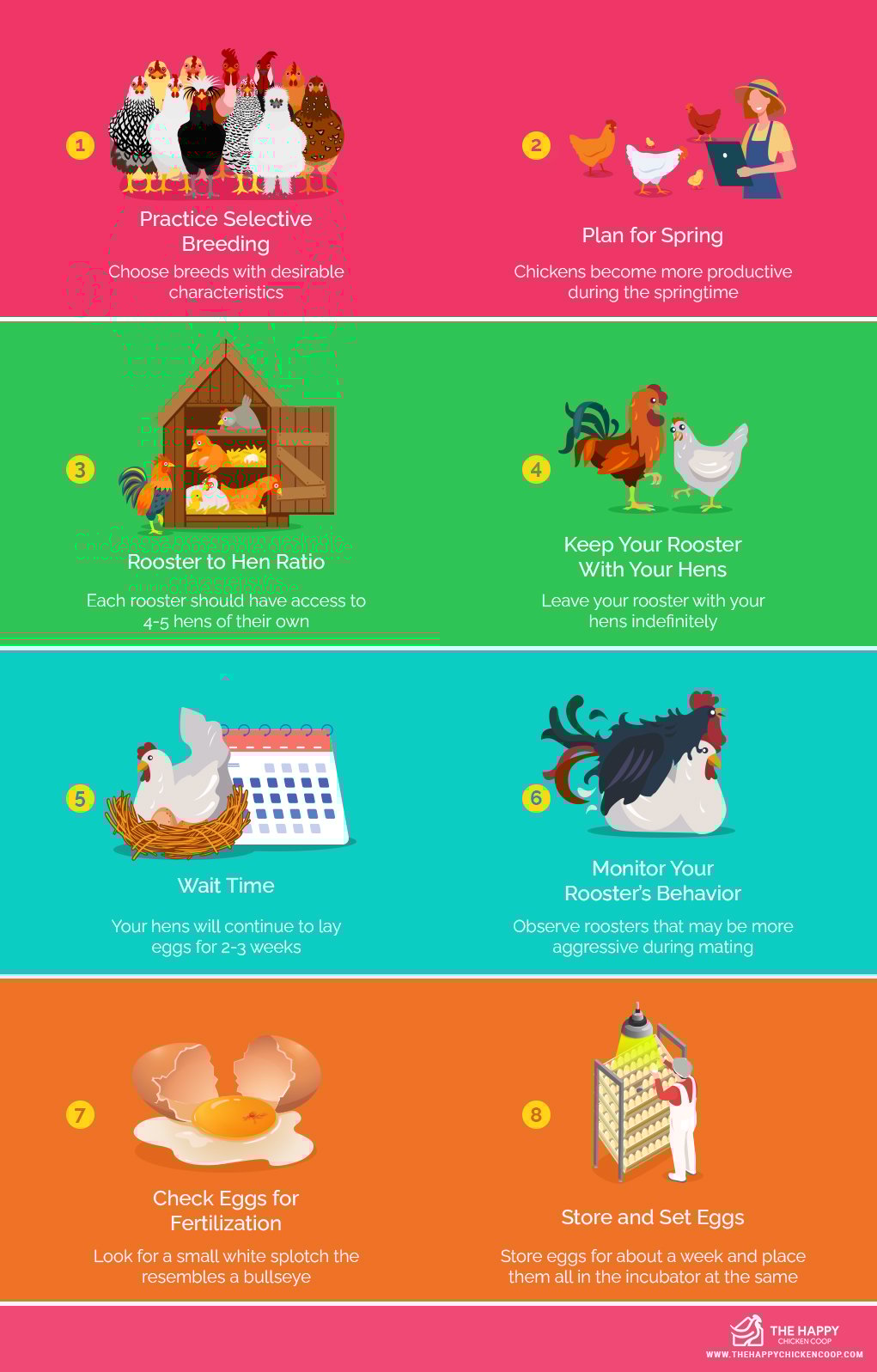 Tips for Breeding Chickens 