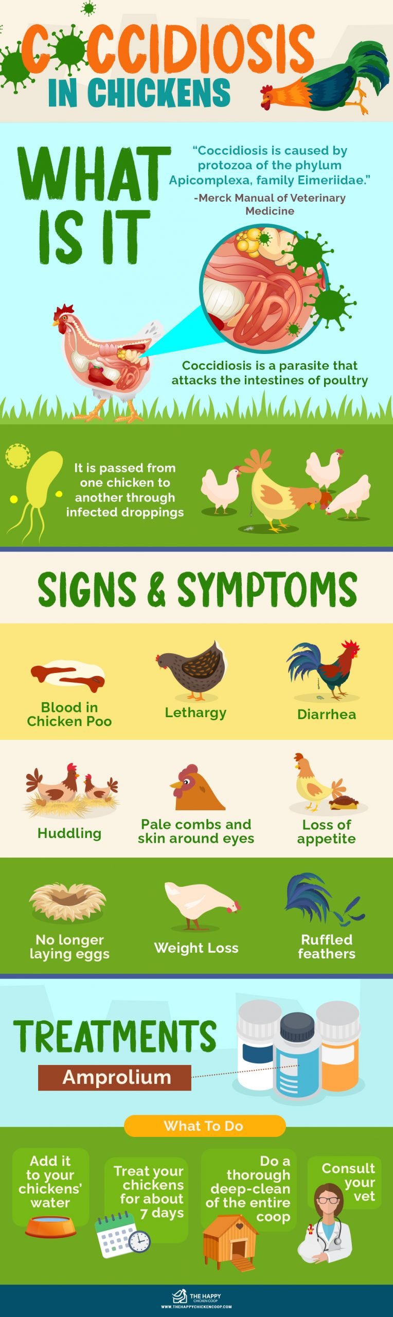 Coccidiosis In Chickens 