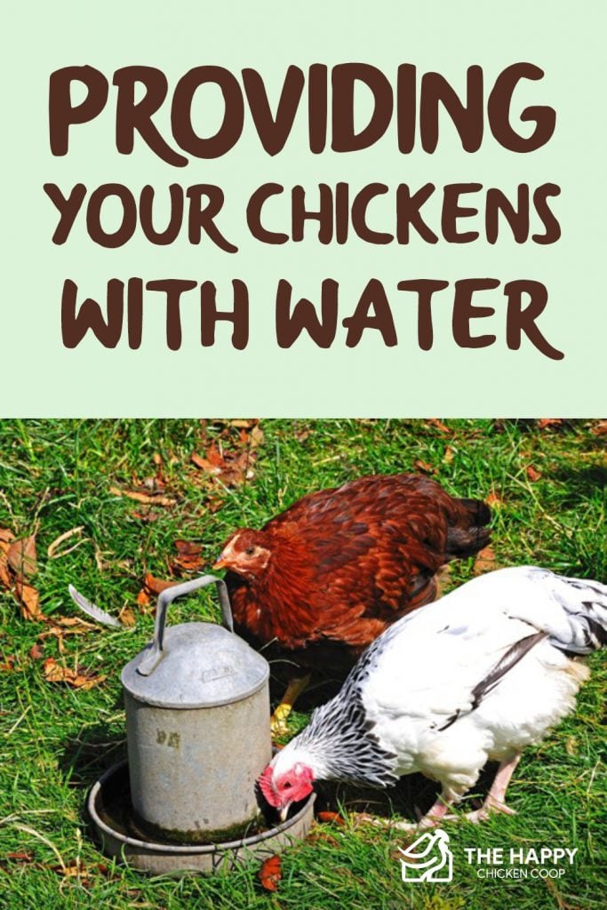 Providing Your Chickens With Water