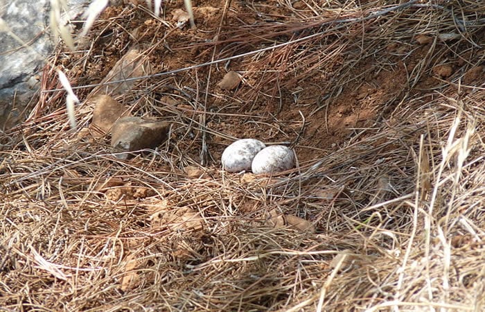 turkey eggs on ground