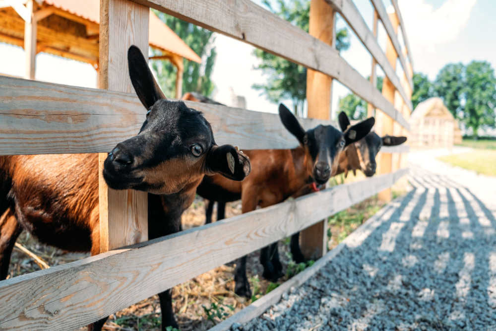 How To Take Care of A Goat