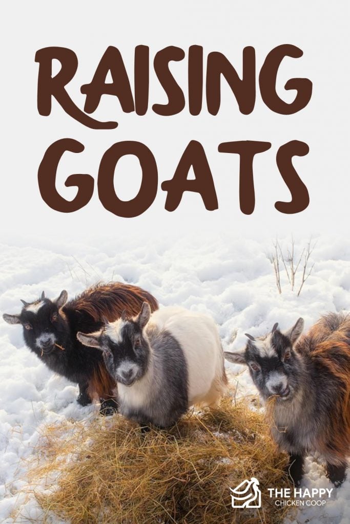 Title Introduction to raising goats