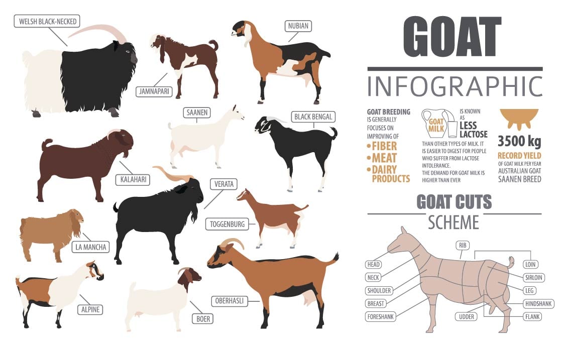 goat breeds chart