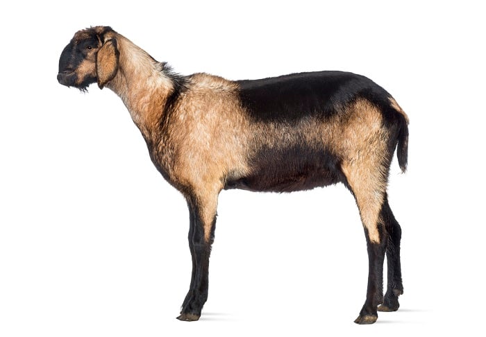 Nubians goat