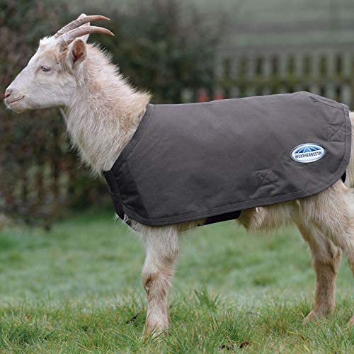 weatherbeeta goat coat