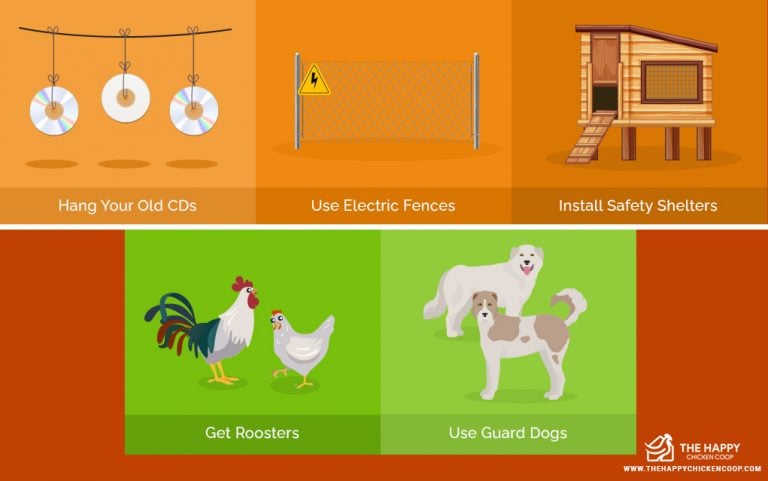 21 Tips: Keeping Your Chickens Safe From Predators - The Happy Chicken Coop