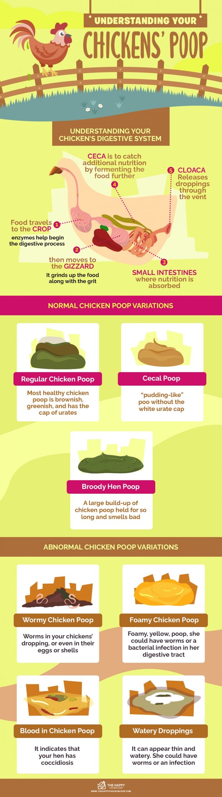 Understanding Your Chickens’ Poop 