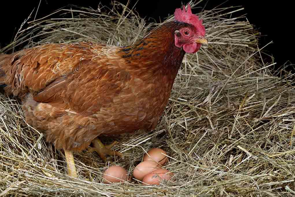 chicken laying egg