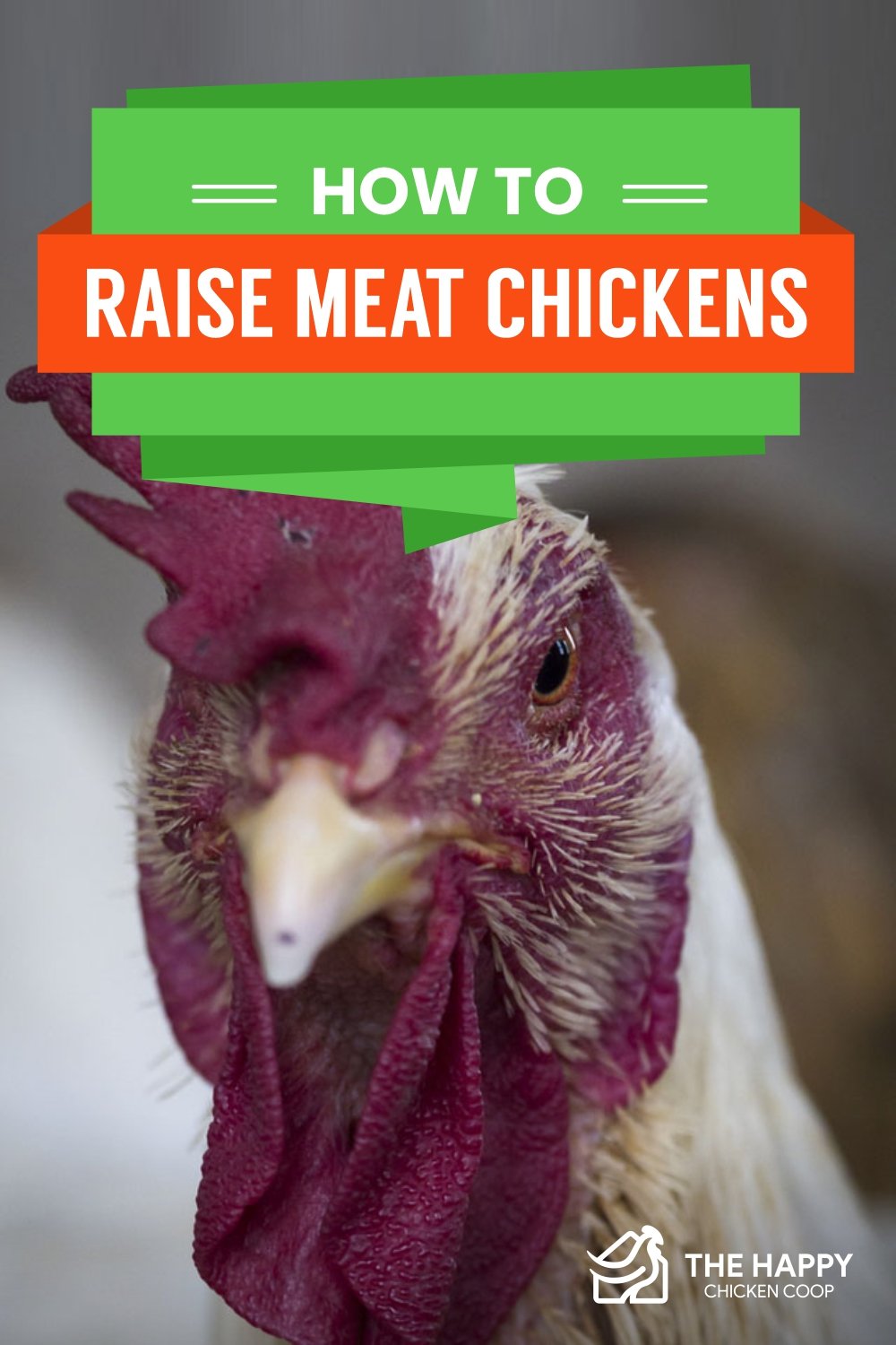 How to Raise Meat Chickens