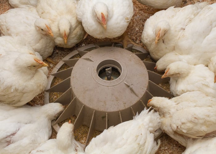 Cornish Cross At Feeders