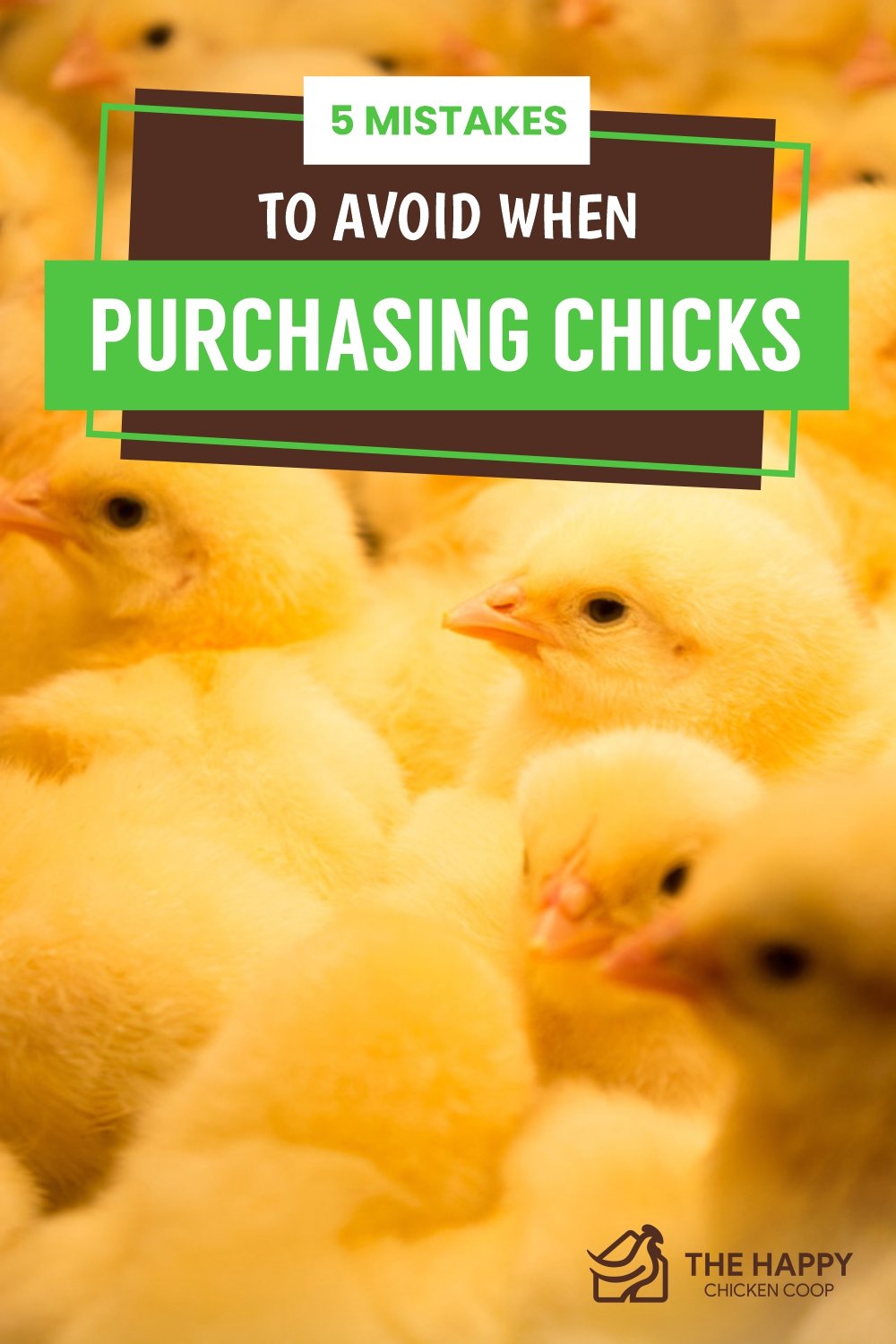 5 Mistakes To Avoid When Purchasing Chicks