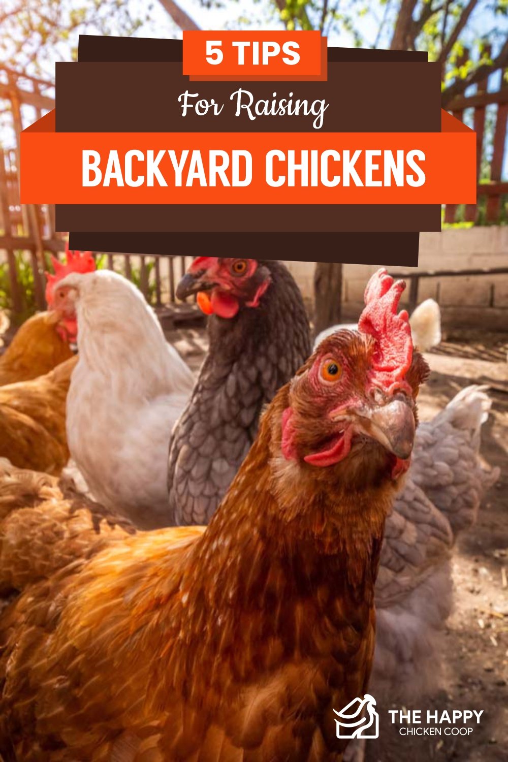 5 Tips For Raising Backyard Chickens