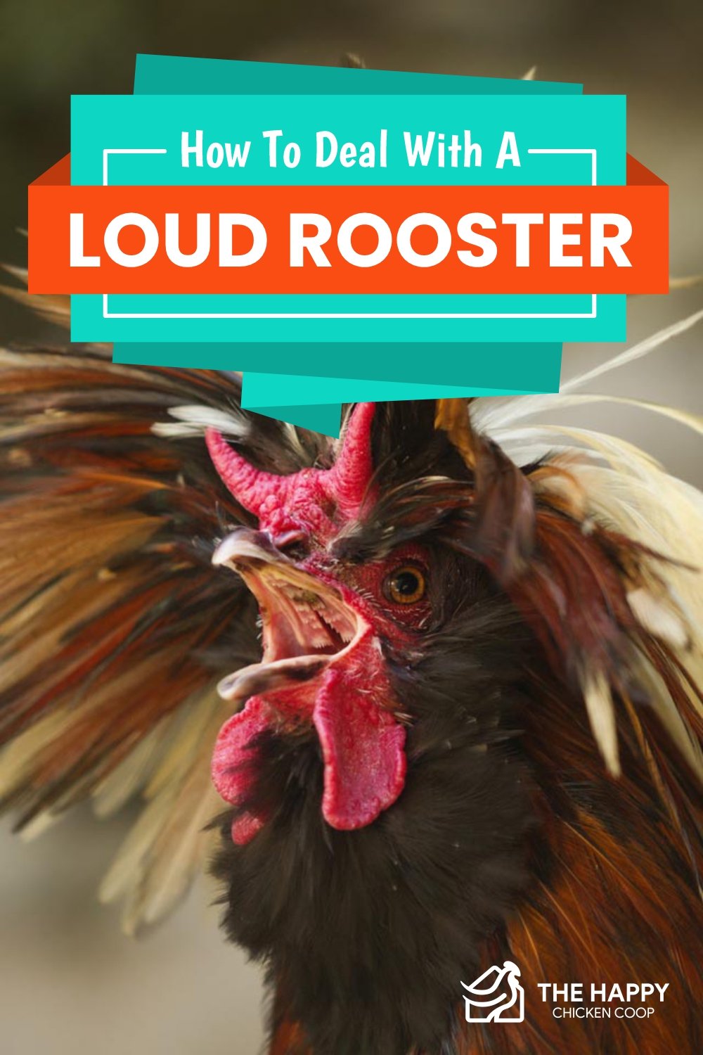 How To Deal With A Loud Rooster