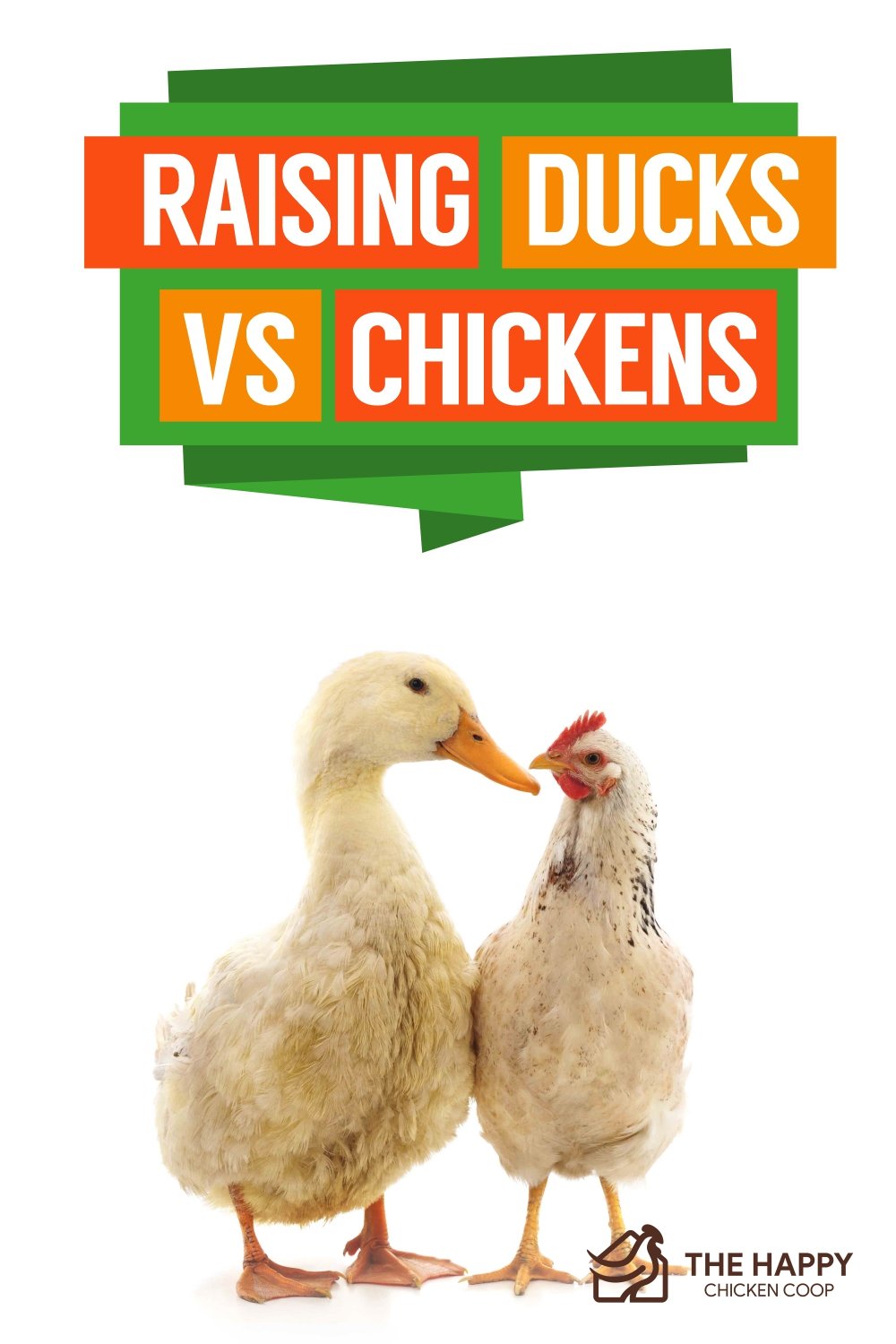 Raising Ducks Vs Chickens