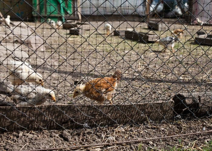 chicken fencing protection