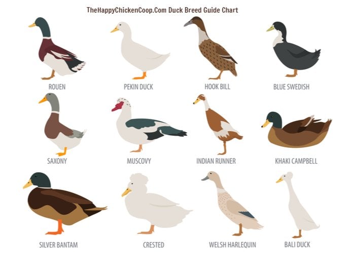 Identifying Duck Breeds