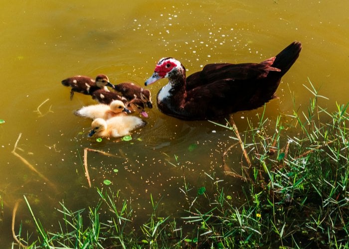 muscovy duck in water with ducklings