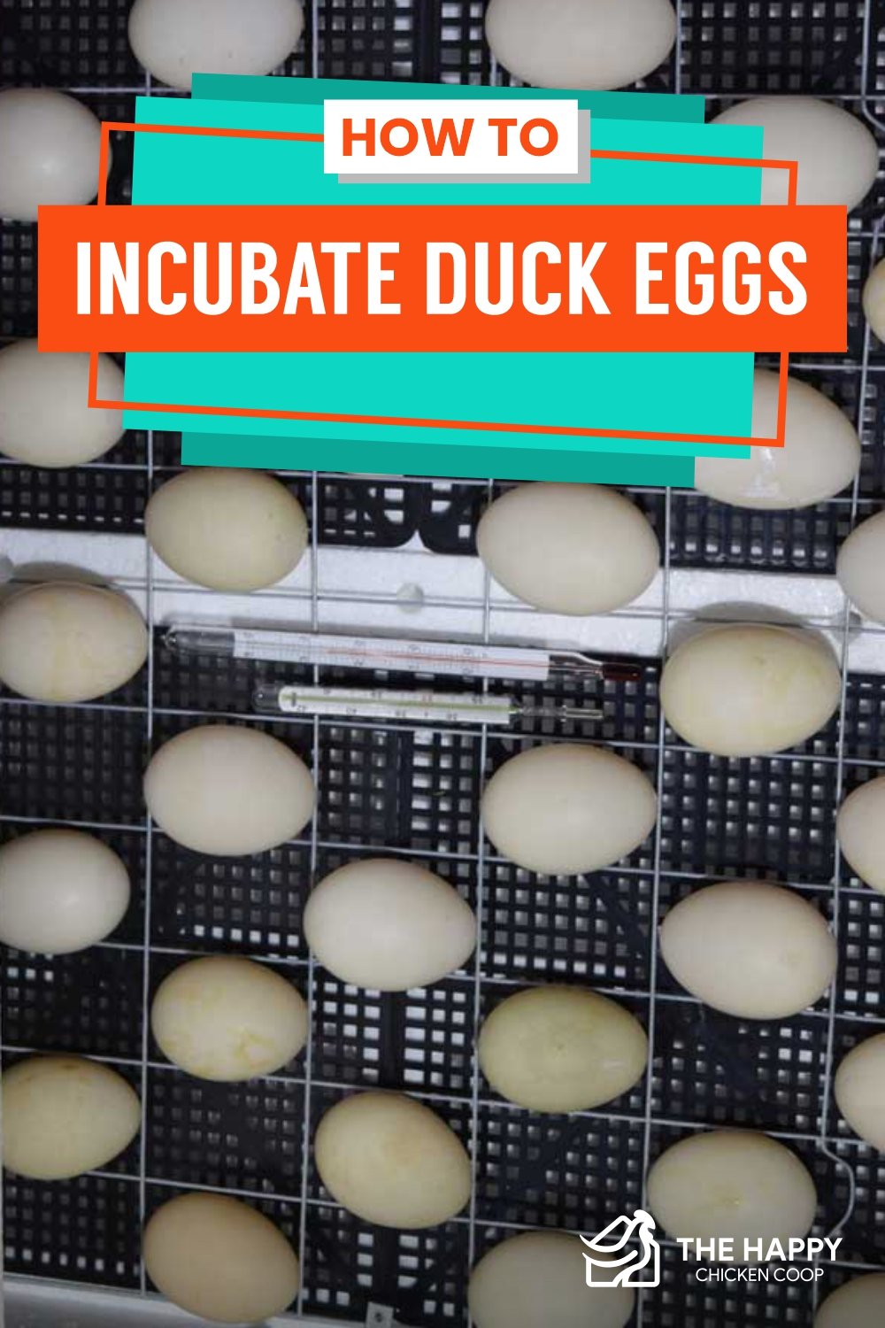 How To Incubate Duck Eggs - The Happy Chicken Coop