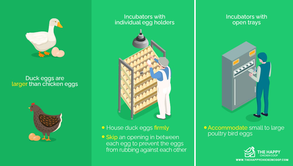 How Long Does It Take To Incubate and Hatch Duck Eggs?