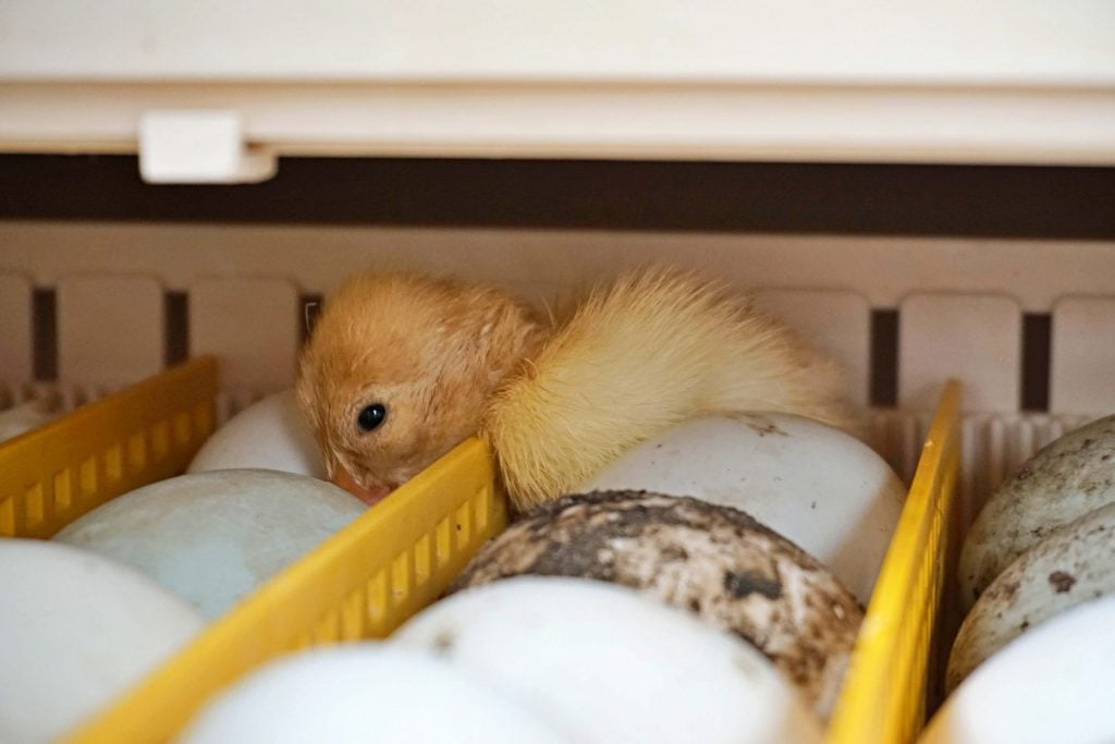 How To Incubate Duck Eggs