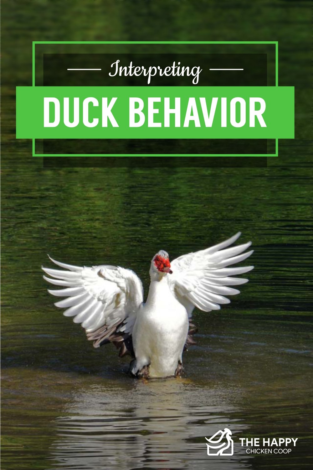 Where Do Ducks Sleep? (Location + Behavior)