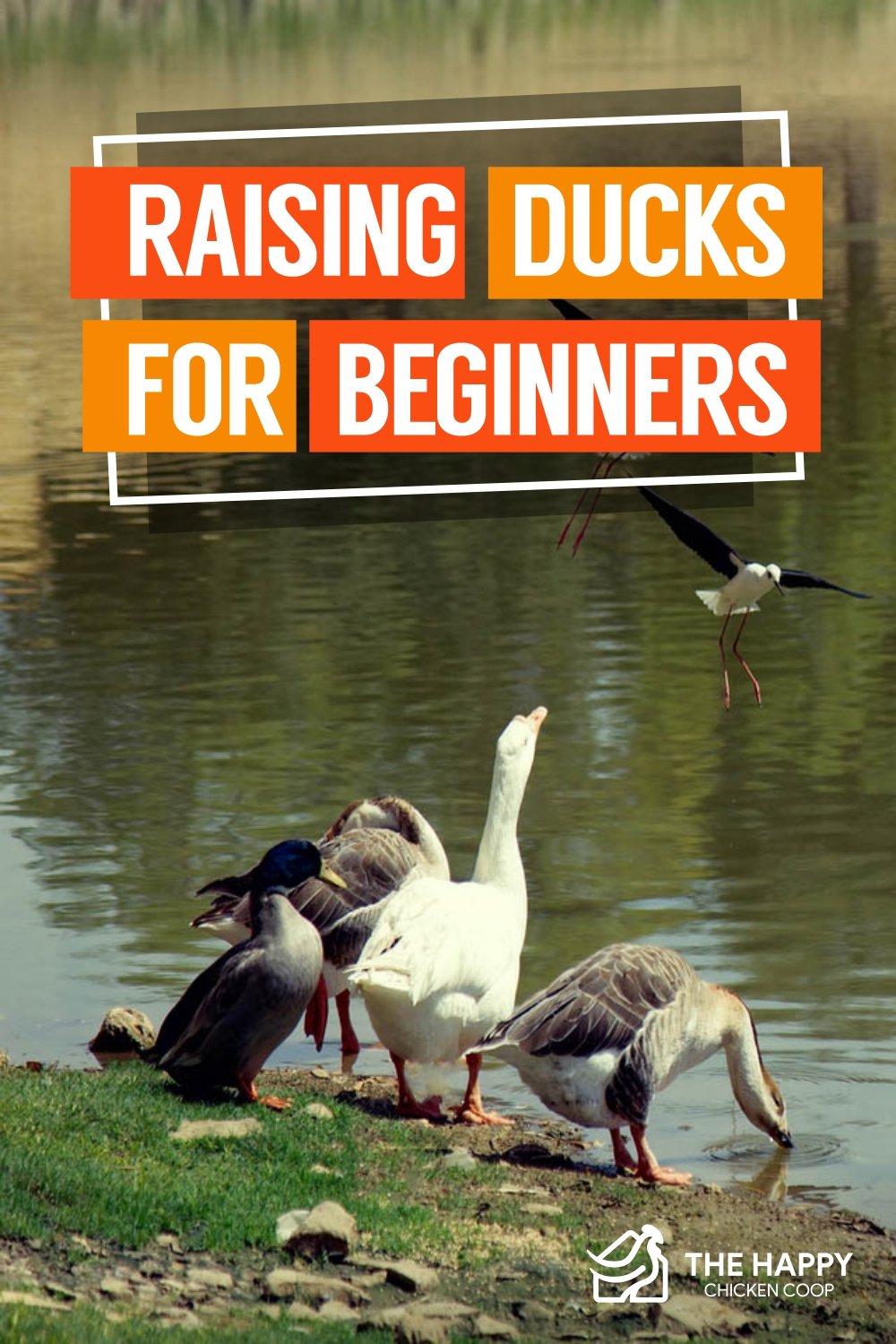 Raising Ducks For Beginners - The Happy Chicken Coop