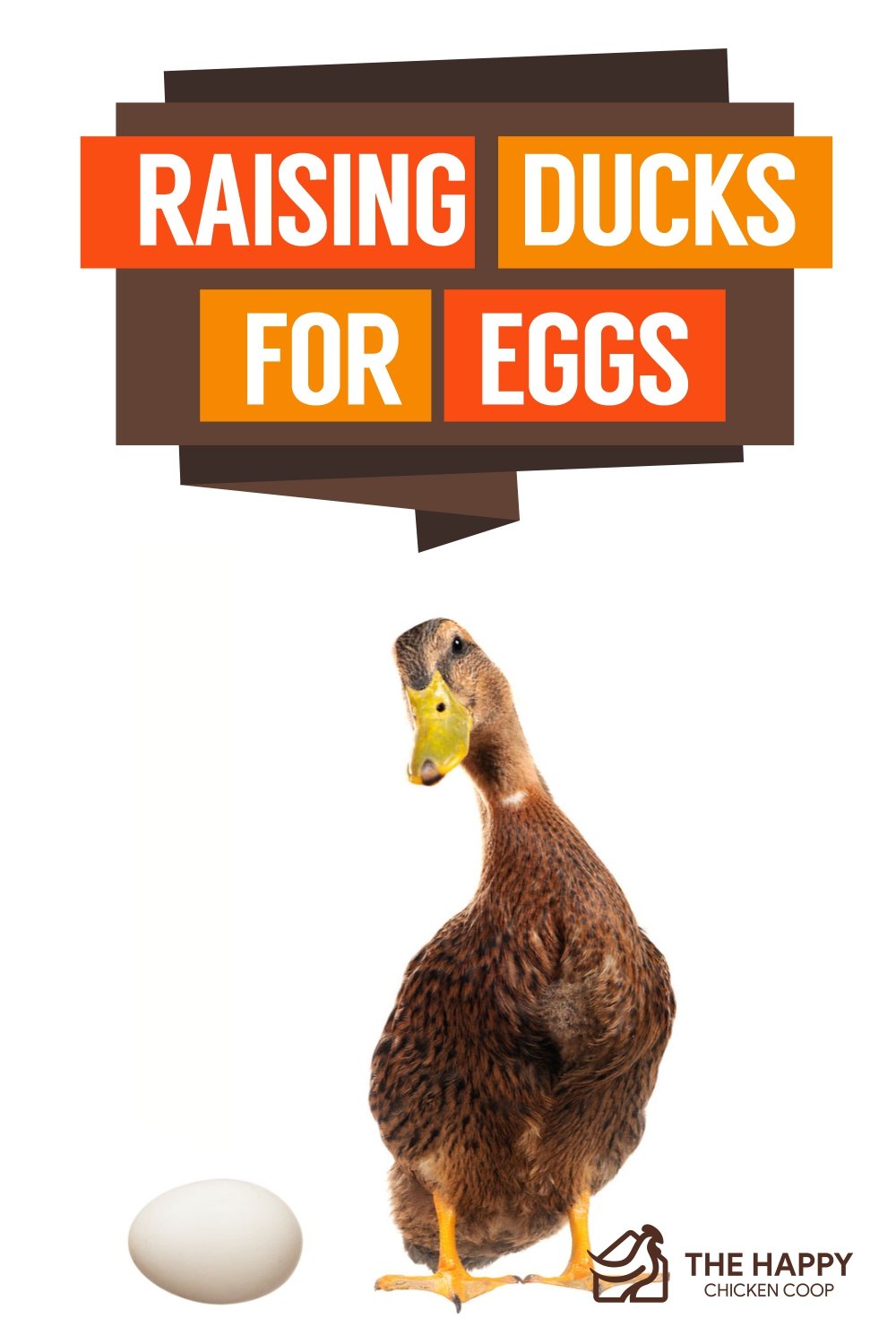 The Secrets of Duck Eggs - Backyard Poultry