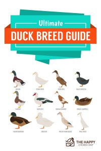 Picture of The Ultimate Duck Feeding Guide - The Happy Chicken Coop
