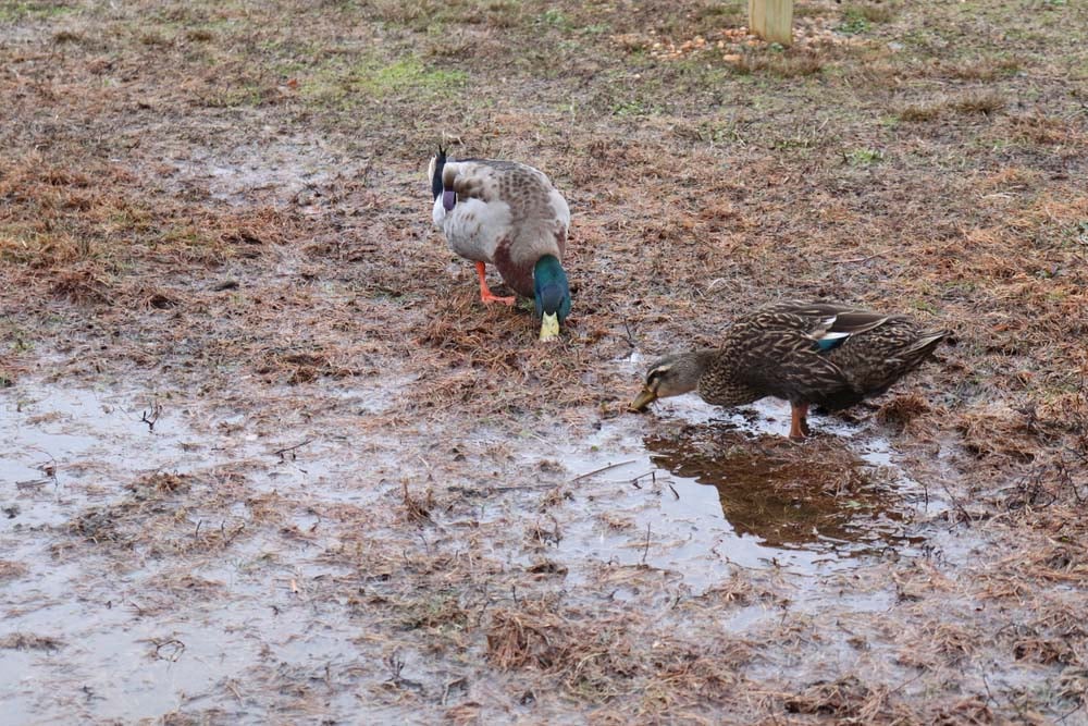 Where Do Ducks Sleep? (Location + Behavior)