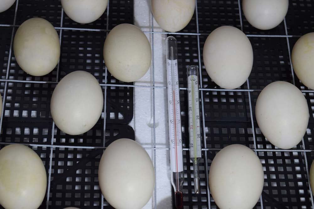 duck eggs in incubator