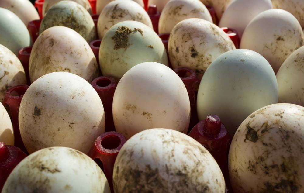 duck eggs in tray